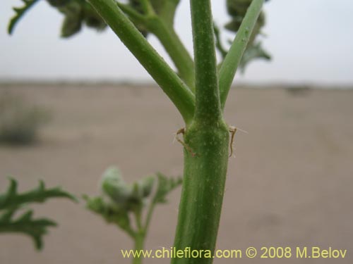 Bild von Cristaria viridiluteola var. pinnata (). Klicken Sie, um den Ausschnitt zu vergrössern.