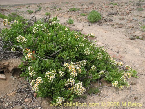 Heliotropium megalanthumの写真