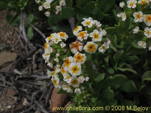 Heliotropium megalanthumの写真