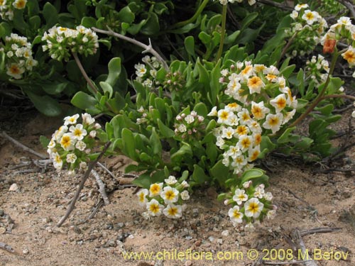 Bild von Heliotropium megalanthum (). Klicken Sie, um den Ausschnitt zu vergrössern.