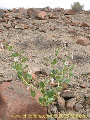 Bild von Mirabilis elegans (). Klicken Sie, um den Ausschnitt zu vergrössern.