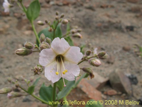 Bild von Mirabilis elegans (). Klicken Sie, um den Ausschnitt zu vergrössern.