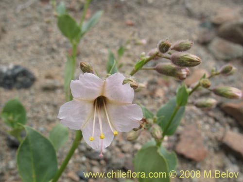 Bild von Mirabilis elegans (). Klicken Sie, um den Ausschnitt zu vergrössern.