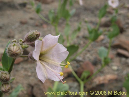 Bild von Mirabilis elegans (). Klicken Sie, um den Ausschnitt zu vergrössern.