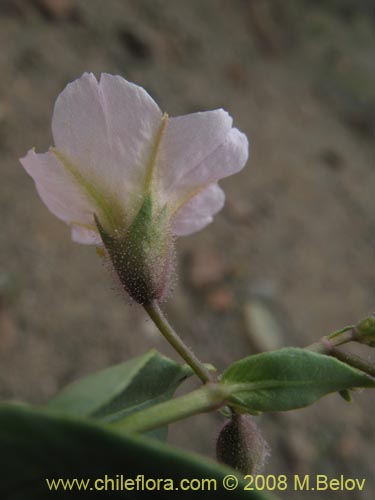 Bild von Mirabilis elegans (). Klicken Sie, um den Ausschnitt zu vergrössern.