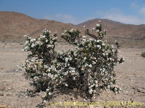 Фотография Heliotropium sinuatum (). Щелкните, чтобы увеличить вырез.