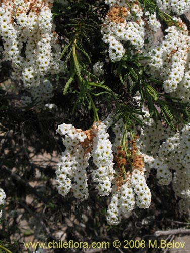 Imágen de Heliotropium sinuatum (). Haga un clic para aumentar parte de imágen.