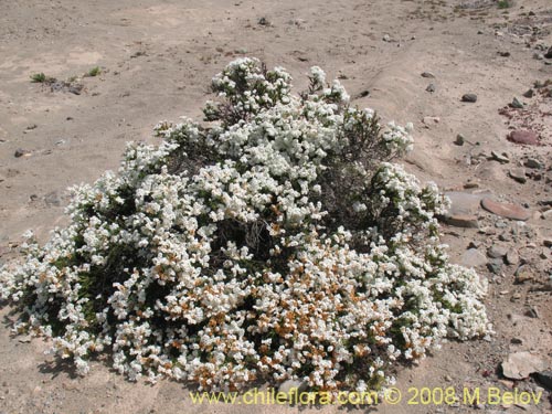 Image of Heliotropium filifolium (). Click to enlarge parts of image.