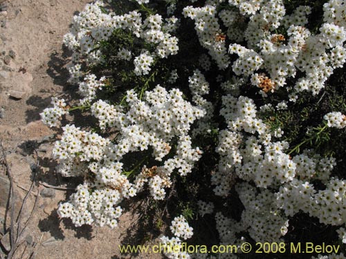 Bild von Heliotropium filifolium (). Klicken Sie, um den Ausschnitt zu vergrössern.