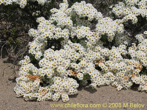 Bild von Heliotropium filifolium (). Klicken Sie, um den Ausschnitt zu vergrössern.