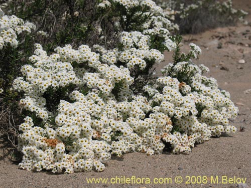 Image of Heliotropium filifolium (). Click to enlarge parts of image.