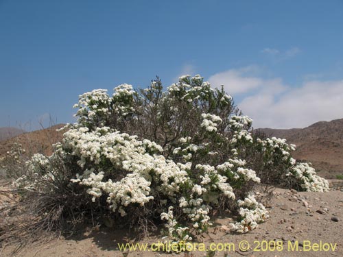 Image of Heliotropium filifolium (). Click to enlarge parts of image.