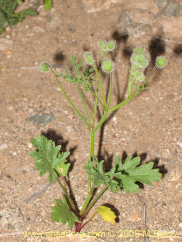 Imágen de Cristaria sp. #1242 (). Haga un clic para aumentar parte de imágen.