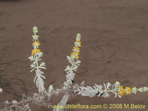 Image of Buddleja suaveolens (). Click to enlarge parts of image.