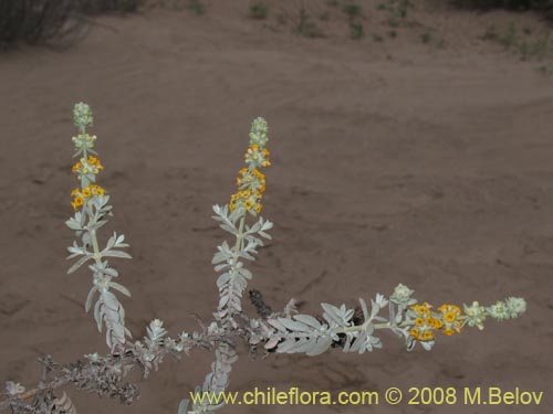 Image of Buddleja suaveolens (). Click to enlarge parts of image.