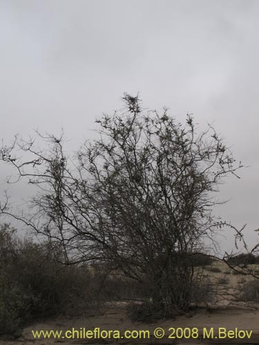 Imágen de Buddleja suaveolens (). Haga un clic para aumentar parte de imágen.