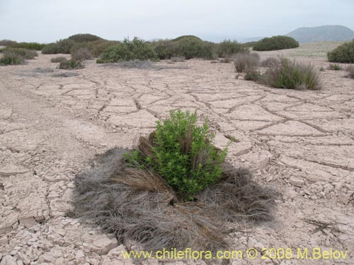 Image of Aloysia salviifolia (Cedrón del monte). Click to enlarge parts of image.