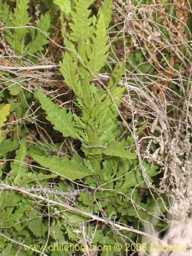 Imágen de Aloysia salviifolia (Cedrón del monte). Haga un clic para aumentar parte de imágen.