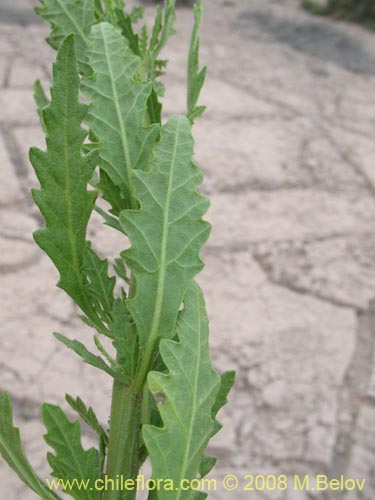 Фотография Aloysia salviifolia (Cedrón del monte). Щелкните, чтобы увеличить вырез.