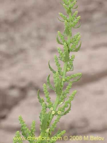 Фотография Aloysia salviifolia (Cedrón del monte). Щелкните, чтобы увеличить вырез.