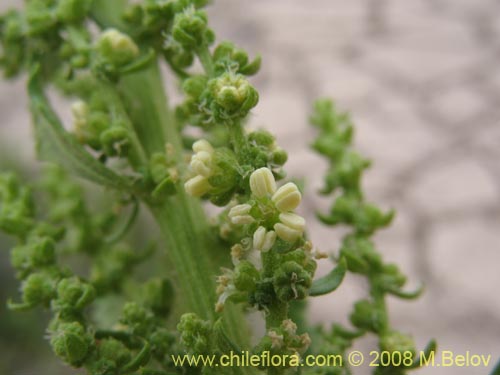 Фотография Aloysia salviifolia (Cedrón del monte). Щелкните, чтобы увеличить вырез.