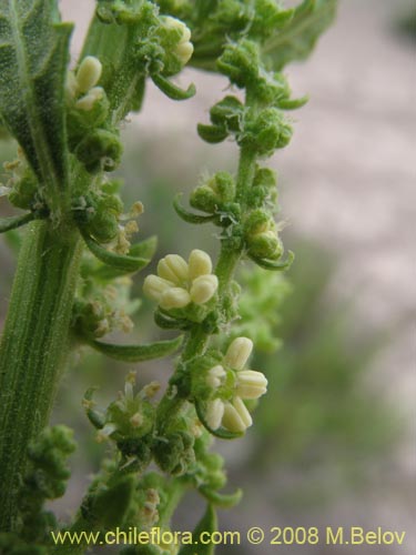 Bild von Aloysia salviifolia (Cedrón del monte). Klicken Sie, um den Ausschnitt zu vergrössern.