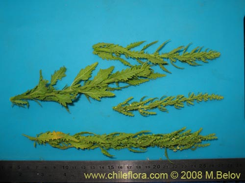 Imágen de Aloysia salviifolia (Cedrón del monte). Haga un clic para aumentar parte de imágen.