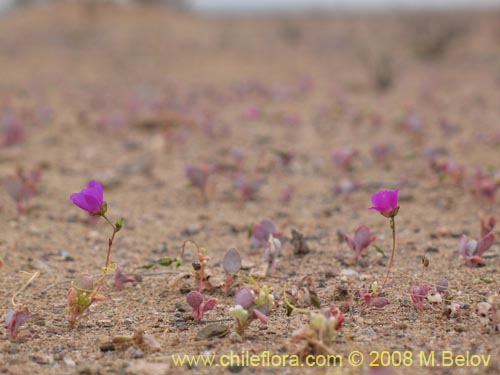 Cistanthe longiscapaの写真