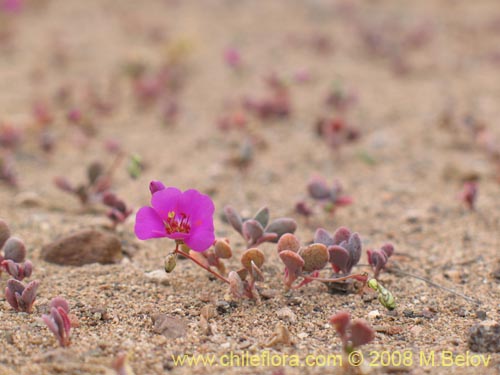 Cistanthe longiscapaの写真