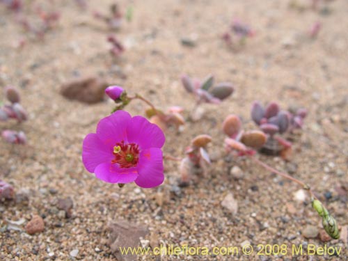 Imágen de Cistanthe longiscapa (). Haga un clic para aumentar parte de imágen.