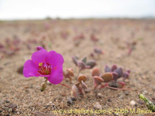 Image of Cistanthe longiscapa (). Click to enlarge parts of image.