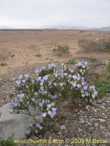 Image of Nolana sp.  #2730 filifolia (). Click to enlarge parts of image.