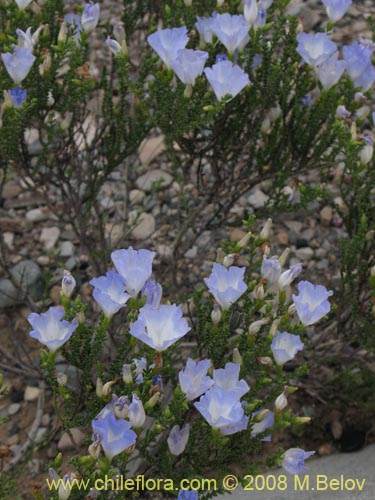 Image of Nolana sp.  #2730 filifolia (). Click to enlarge parts of image.