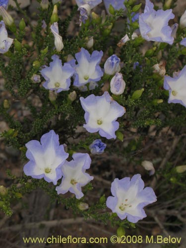 Nolana sp.  #2730 filifolia的照片