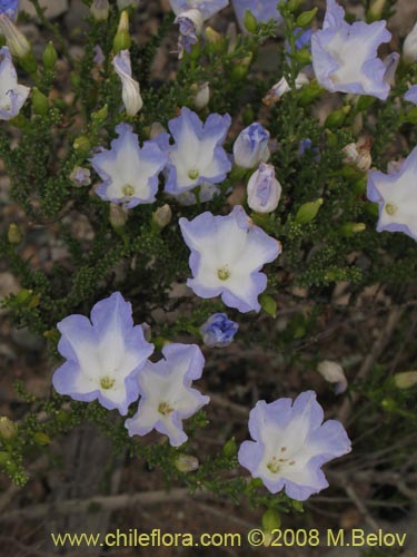 Imágen de Nolana sp.  #2730 filifolia (). Haga un clic para aumentar parte de imágen.