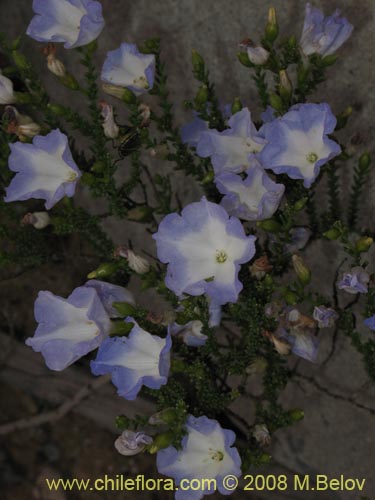 Imágen de Nolana sp.  #2730 filifolia (). Haga un clic para aumentar parte de imágen.