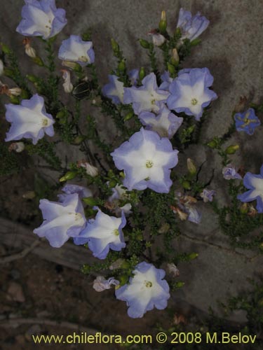 Bild von Nolana sp.  #2730 filifolia (). Klicken Sie, um den Ausschnitt zu vergrössern.