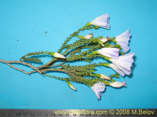 Nolana sp.  #2730 filifolia的照片