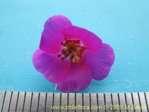 Cistanthe longiscapa的照片