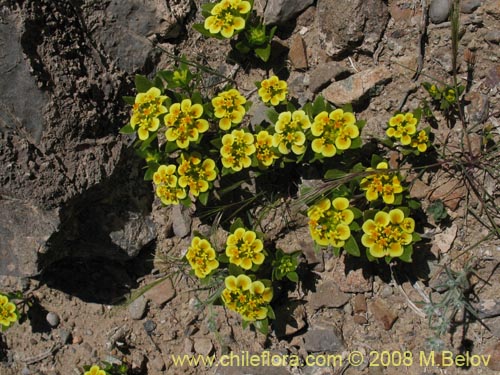 Image of Cruckshanksia pumila (). Click to enlarge parts of image.