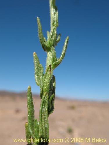 Imágen de Planta no identificada sp. #Z 8661 (). Haga un clic para aumentar parte de imágen.