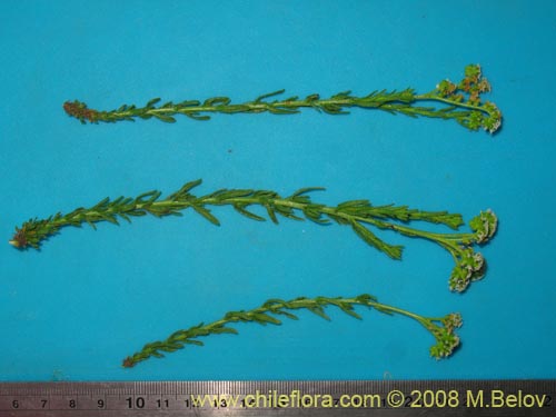 Image of Unidentified Plant sp. #Z 8661 (). Click to enlarge parts of image.