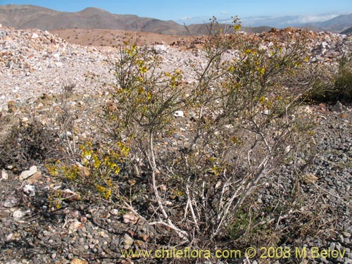 Imágen de Dinemagonum gayanum (). Haga un clic para aumentar parte de imágen.