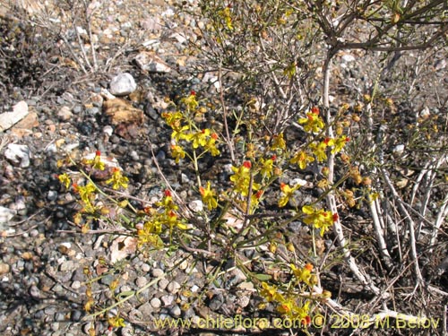 Bild von Dinemagonum gayanum (). Klicken Sie, um den Ausschnitt zu vergrössern.