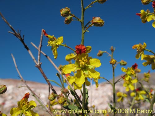 Imágen de Dinemagonum gayanum (). Haga un clic para aumentar parte de imágen.