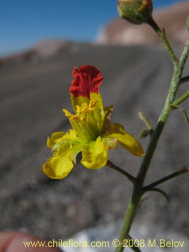 Imágen de Dinemagonum gayanum (). Haga un clic para aumentar parte de imágen.