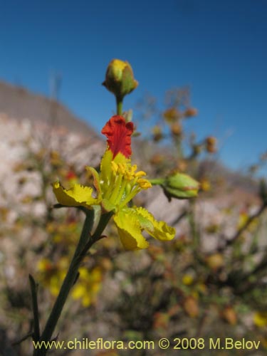 Imágen de Dinemagonum gayanum (). Haga un clic para aumentar parte de imágen.