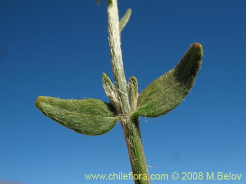 Bild von Dinemagonum gayanum (). Klicken Sie, um den Ausschnitt zu vergrössern.