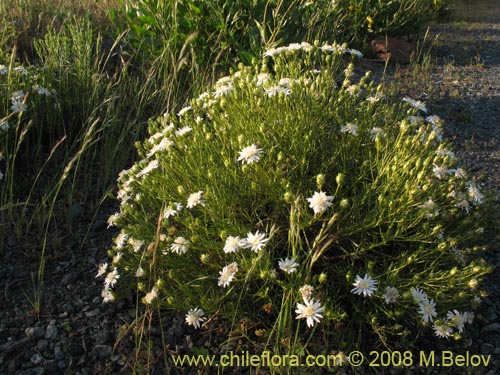 Image of Gutierrezia gayana (Pichanilla). Click to enlarge parts of image.