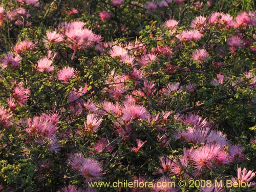 Imágen de Calliandra chilensis (Espino rojo). Haga un clic para aumentar parte de imágen.